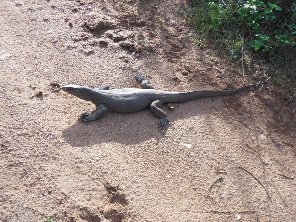 Ranith Villa Тангалла Номер фото