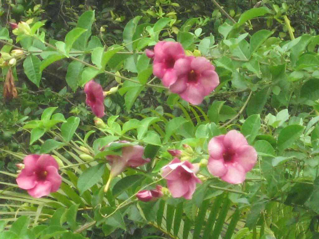 Ranith Villa Тангалла Номер фото